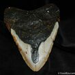 Big Inch Megalodon Tooth With Stand #524-2